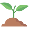 sprout